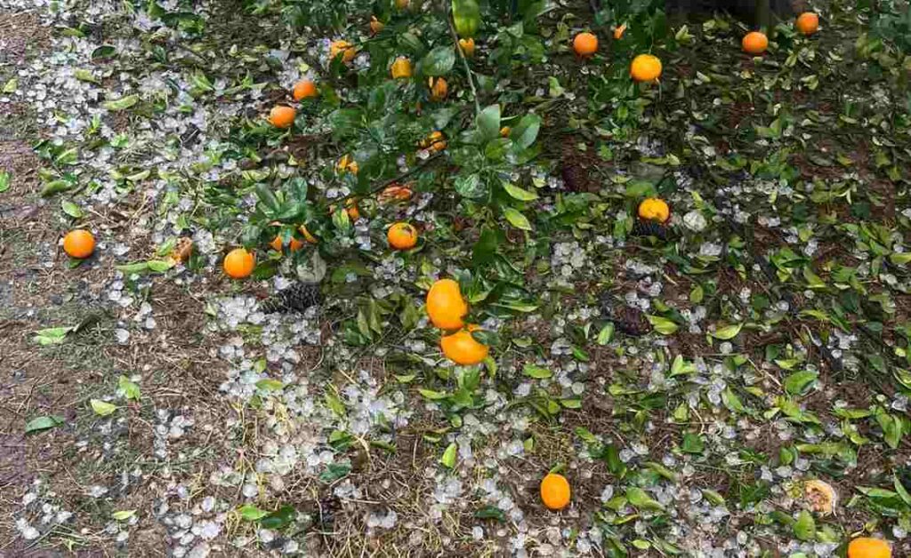 Granizo, cítricos, emergencia agropecuaria, Entre Ríos