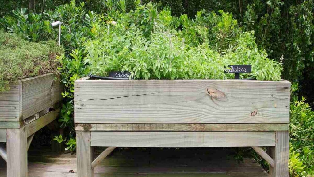 Huerta Urbana Bonaerense