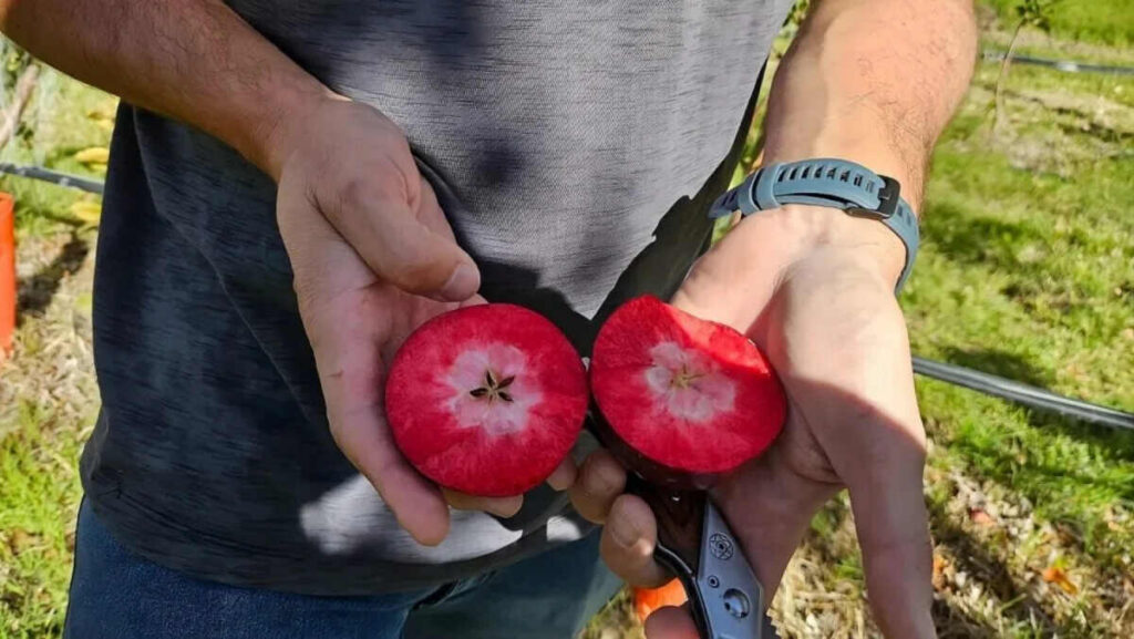 Kissabel, manzana