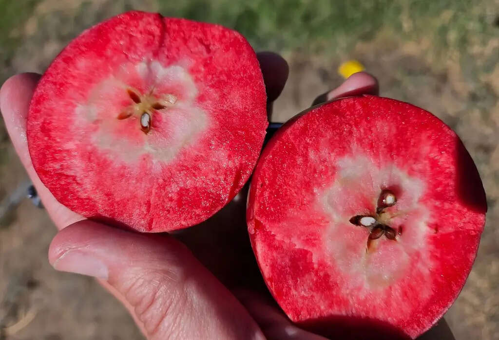 Kissabel, manzana