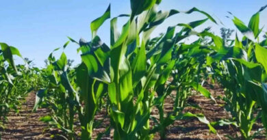 Leguminosas, maíz