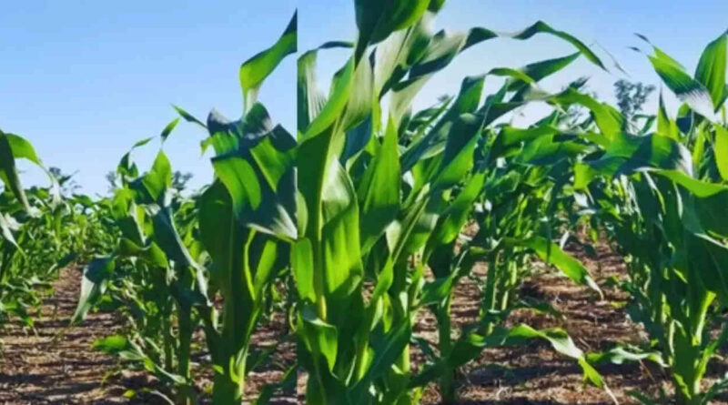 Leguminosas, maíz