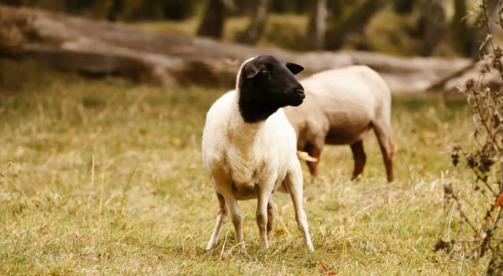 Ovinos, Senasa, scrapie