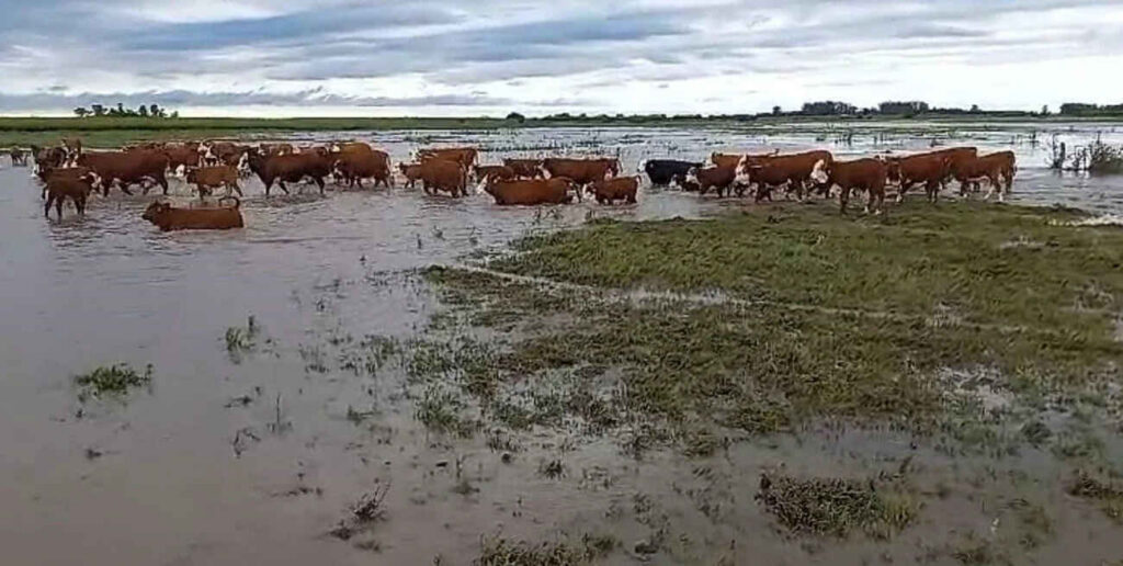 Santa Fe, lluvias, inundaciones, ganadería