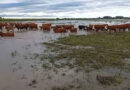 Santa Fe, lluvias, inundaciones, ganadería