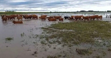 Santa Fe, lluvias, inundaciones, ganadería