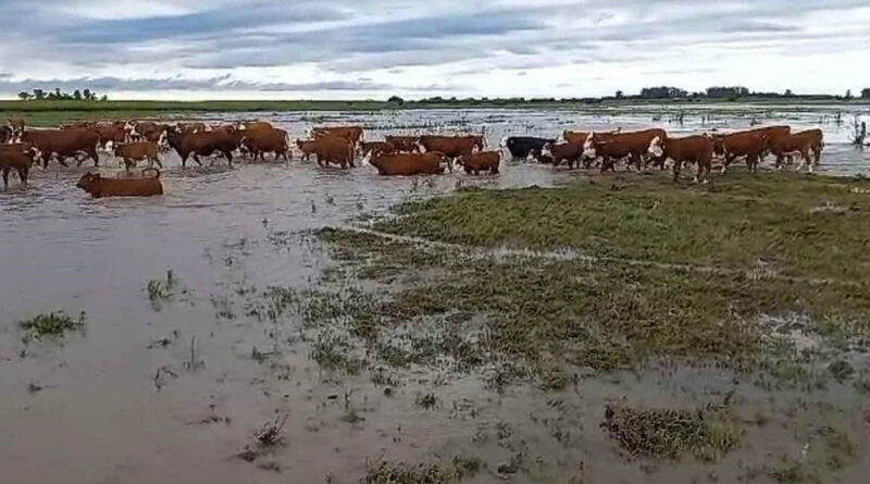 Santa Fe, lluvias, inundaciones, ganadería