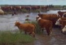 Santa Fe, Inundaciones, Ganadería
