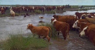Santa Fe, Inundaciones, Ganadería