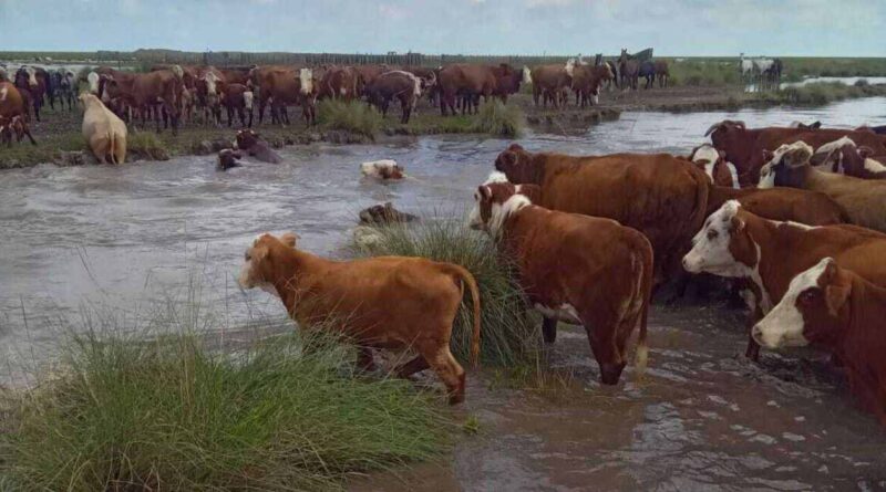 Santa Fe, Inundaciones, Ganadería