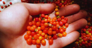 Semillas, Río de la Plata, INTA