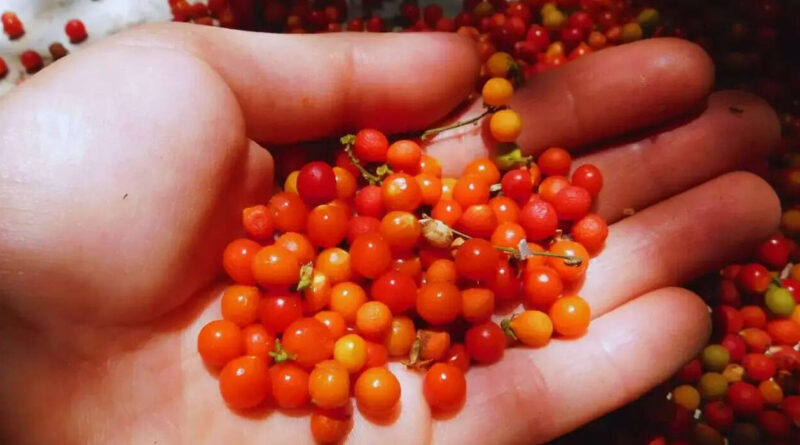 Semillas, Río de la Plata, INTA