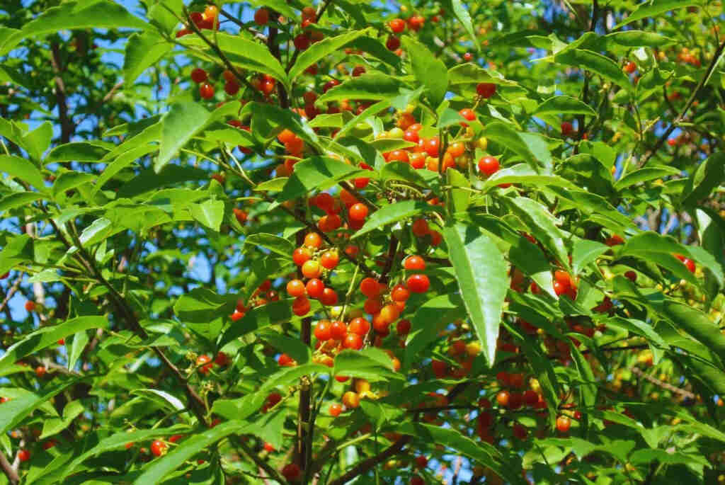 Semillas, Río de la Plata, INTA
