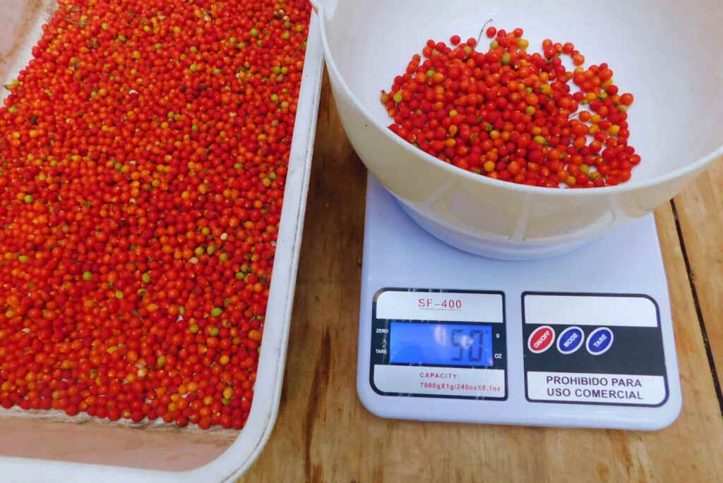 Semillas, Río de la Plata, INTA