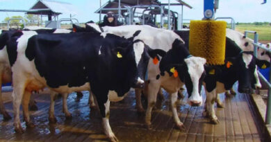 Tambo, robots, producción de leche, tecnología