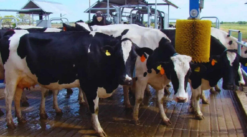 Tambo, robots, producción de leche, tecnología