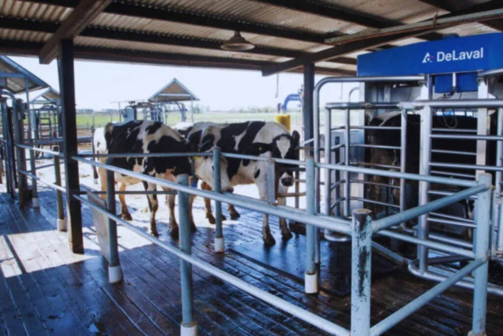 tambo, robots, producción de leche, lechería