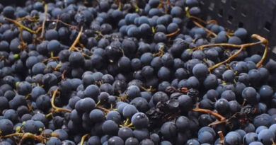 Uvas, Vinos, Vitivinicultura, INTA