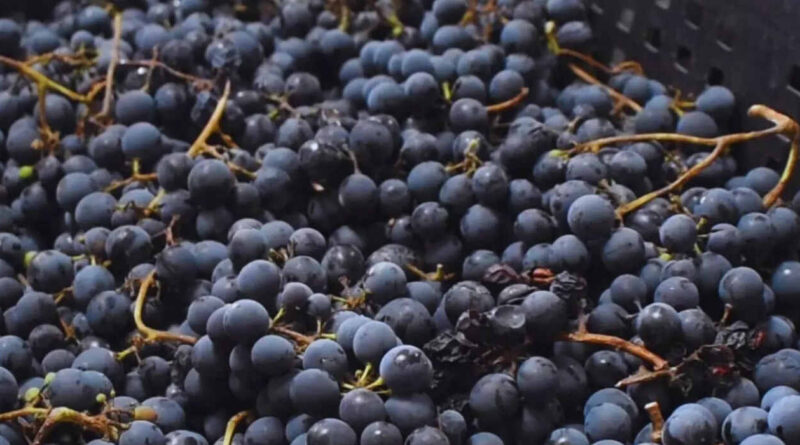 Uvas, Vinos, Vitivinicultura, INTA
