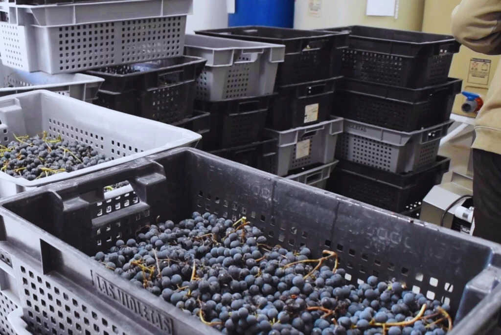 Vinos, Vitivinicultura, Uvas, INTA