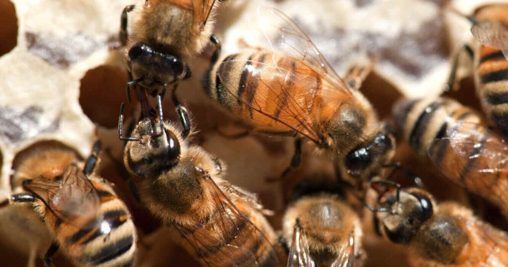 Abejas, apicultura, apícola, miel, colmenas
