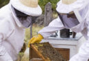 Abejas, apicultura, apícola, miel, colmenas
