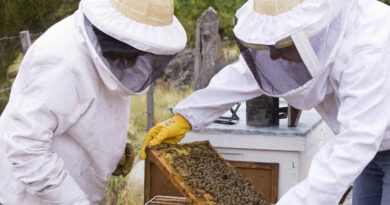 Abejas, apicultura, apícola, miel, colmenas