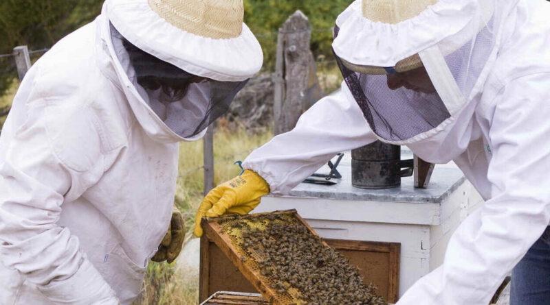 Abejas, apicultura, apícola, miel, colmenas