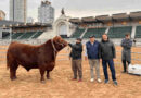 Angus, Ganadería, Expo Angus 2026, Paulino