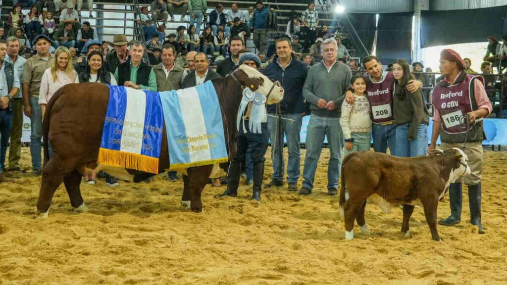 Braford, Las Nacionales 2026
