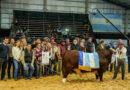 Braford, Las Nacionales 2026