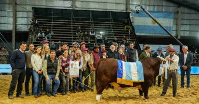 Braford, Las Nacionales 2026