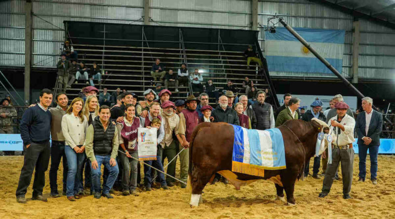 Braford, Las Nacionales 2026