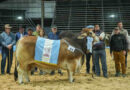 Brahman, Las Nacionales 2026