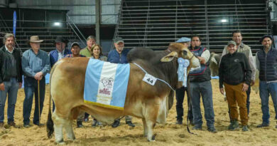 Brahman, Las Nacionales 2026