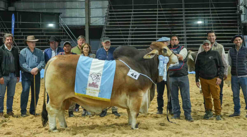 Brahman, Las Nacionales 2026