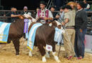 Brahman, Las Nacionales 2026, Remate, Toro