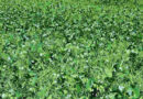Fertilización, Agricultura, Cultivos