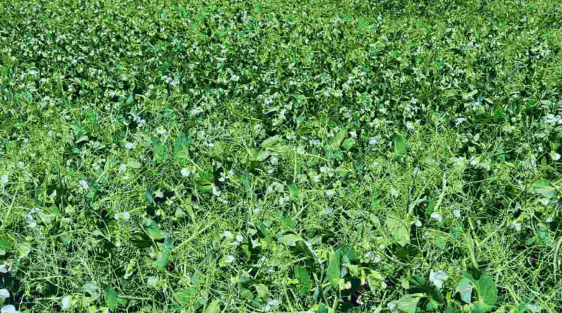 Fertilización, Agricultura, Cultivos