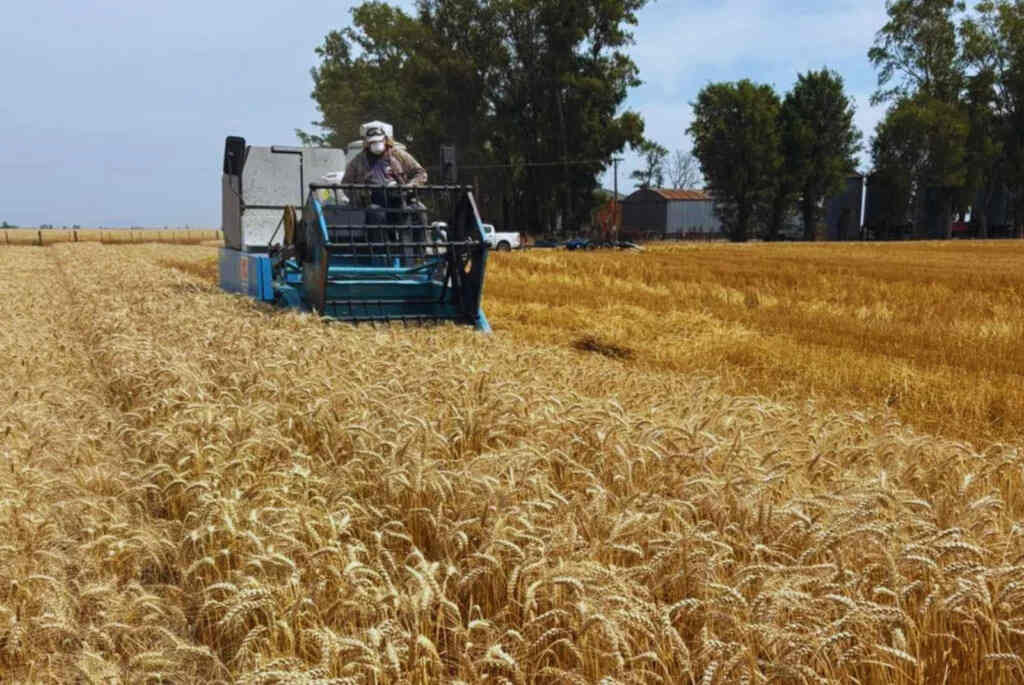 Fertilización, Agricultura, Cultivos
