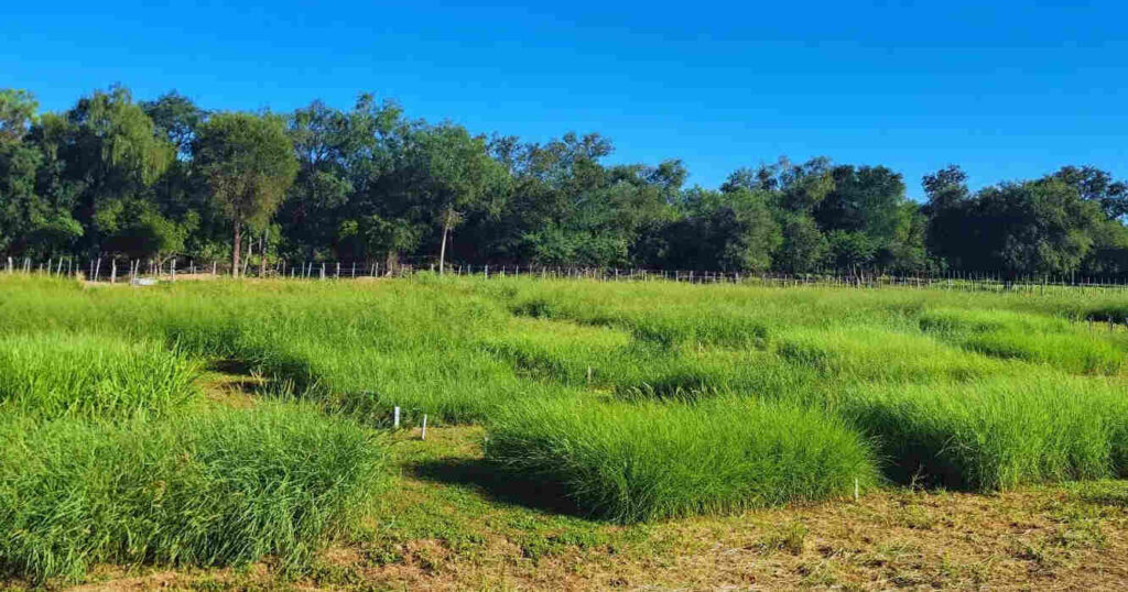 Forraje, pasturas, ganadería