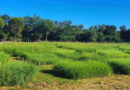 Forraje, pasturas, ganadería