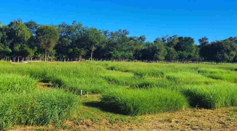 Forraje, pasturas, ganadería