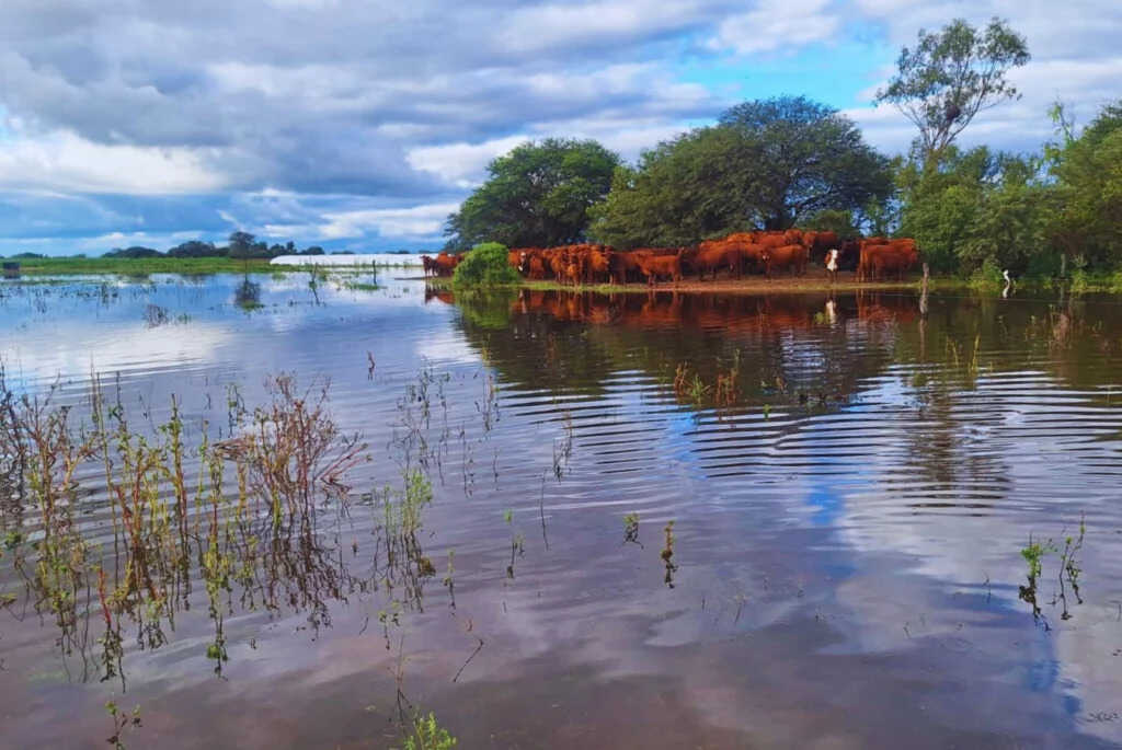Ganadería, Inundaciones