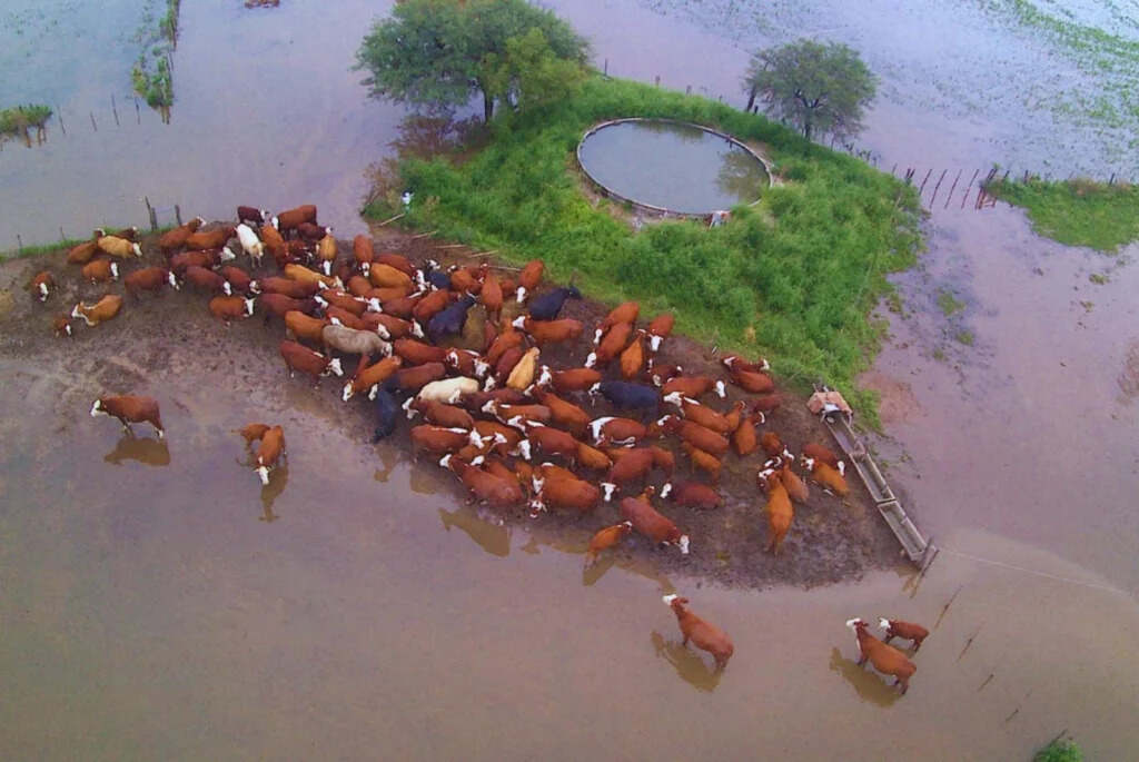 Ganadería, Inundaciones