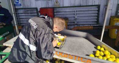 Limones, Senasa, exportación