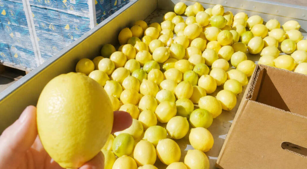 Limones, Senasa, exportación