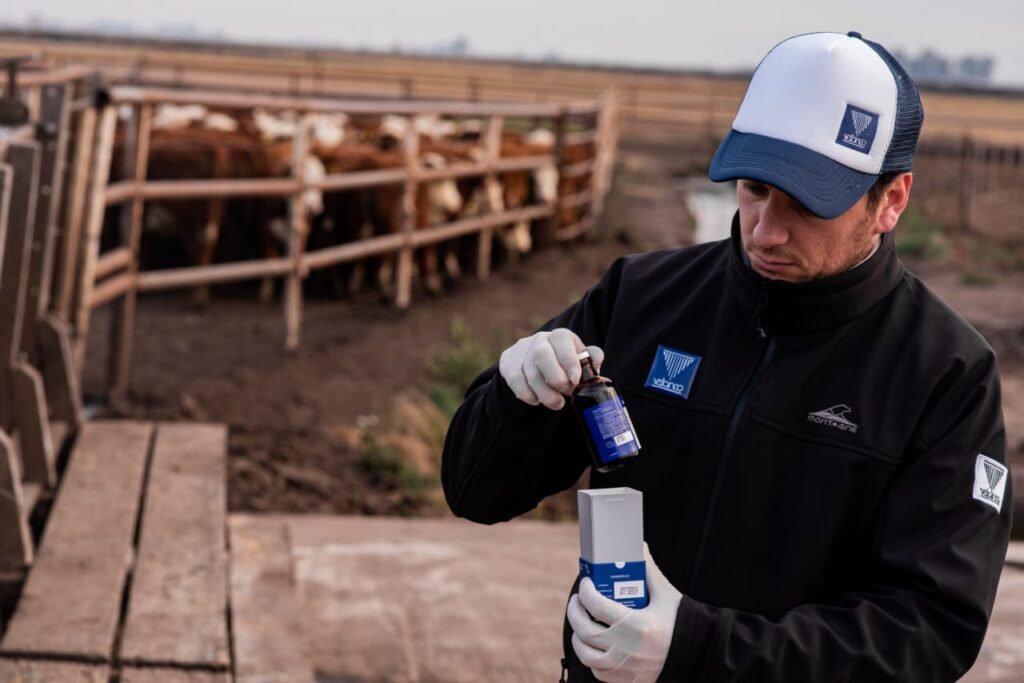 Neumonía Bovina, Ganadería