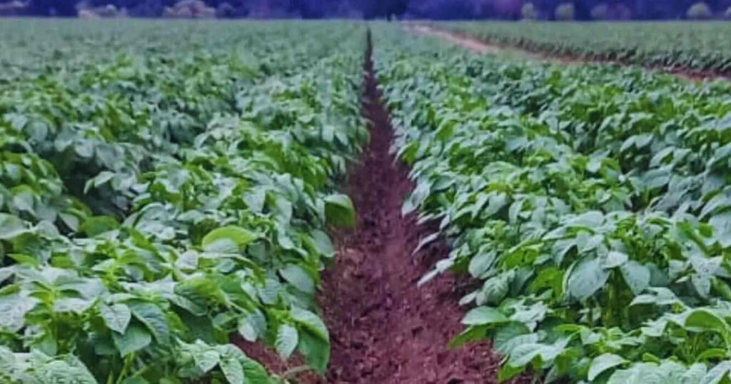 Papa, Biofertilizantes