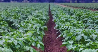 Papa, Biofertilizantes
